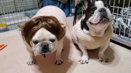 3COINSで見つけたペット用カツラ【Pet wigs found at 3COINS】