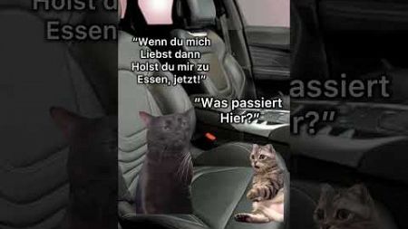 POV Essen im Auto #cat #funny #tiktok #lustig #shorts #memes #pov #foryou #viral