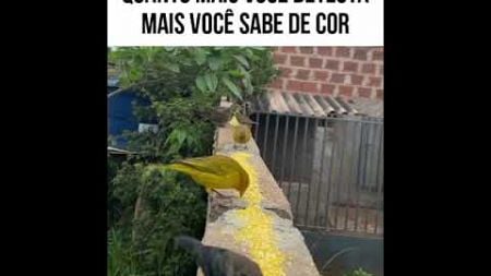 Nós vai descer pra BC? Hunf #memes #animaisdublados #comedia #memedublado #humor #pets