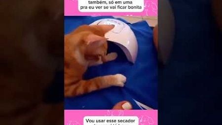 Vou usar o secador #petsengracados #animaisengracados #humor #pets #cachorro #gatos #comedia