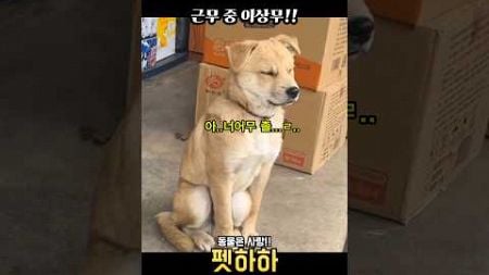 근무중 이상무!!ㅋㅋ #동물쇼츠 #웃긴영상 #유머 #강아지 #funny #pets #cat #animals #쇼츠 @짤하하