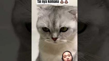 Loh koq ilang #cat #funny #pets #funnycats #comedy #cats #kucinglucu