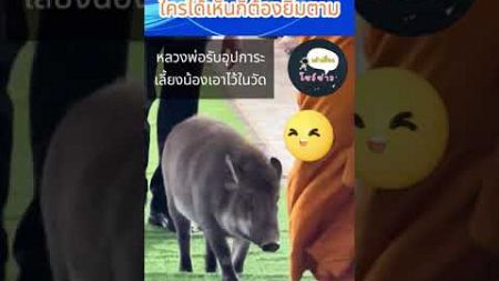 น้องติดหลวงพ่อมาก @sohley #เล่าข่าว #เล่าเรื่อง #หมูป่าน่ารัก #หมูป่าติดหลวงพ่อ #สัตว์สี่ขาก็มีหัวใจ