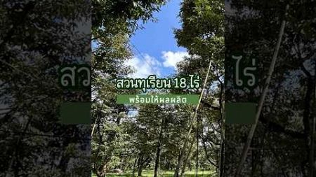 สวนทุเรียน 18 ไร่ พร้อมให้ผลผลิต‼️สนใจติดต่อพร้อมพาชมที่ดิน🌳✨ #ที่ดิน #สวนทุเรียน #อสังหาริมทรัพย์