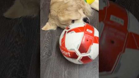 ⚽️Fußball⚽️#funny #dog #messi #goldenretriever #puppy#happy #hund #love #foryou #football #dogvideos