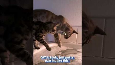 Funny Cats Confused By Person&#39;s Bath