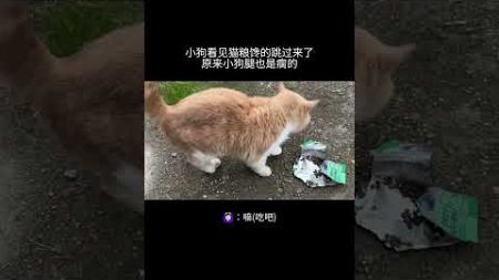 猫语交友的日常，好戏剧化的一幕猫咪 猫语 猫语十级