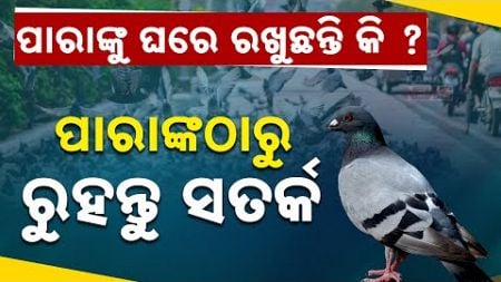 Special Report: Beware! Petting Pigeons Can Be Injurious To Your Health, Says Study