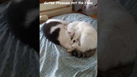 Katzen Yin Yang Pauli und Paulin. #katzenvideos #katzen #catsvideo #haustiere #harmony #foryou