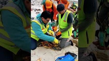 Rescue sea turtles from environmental waste # #rescueanimals #shortsviral #shortsfeed #viral