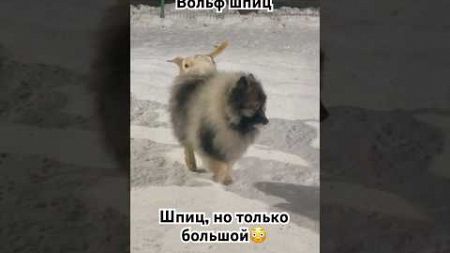 Гигантский шпиц #собака #домашнийпитомец #питомцы #dog #puppy #домашниепитомцы #собаки