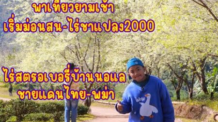 พาเที่ยวยามเช้า เริ่มม่อนสน-ไร่ชาแปลง2000-ไร่สตรอเบอรี่บ้านนอแล ชายแดนไทย-พม่าบ้านนอแล