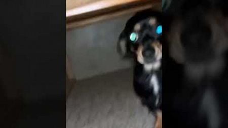 Silly Puppy Doesn&#39;t Notice Mouse Running Behind Him