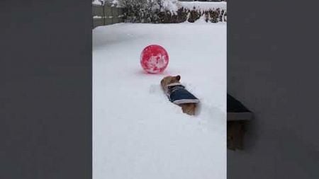 Funny French Bulldog Loves Playing With Ball In Snow