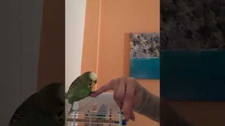 Smart Parakeet Learns to Shake Hands!