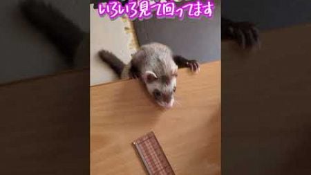 モフちゃんの見まわり！　#shorts #フェレット #ferret #ペット #小動物 #animals #かわいい #見回り