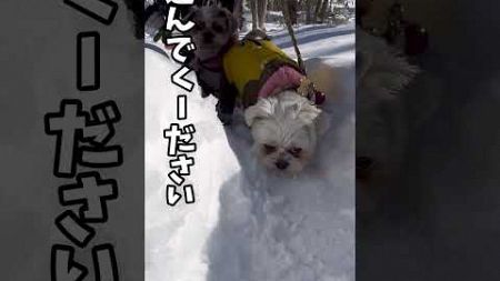 雪散歩行ってきたよー✨ #シーズー #犬#いぬ#マルシーズー #マルチーズ#キャンプ