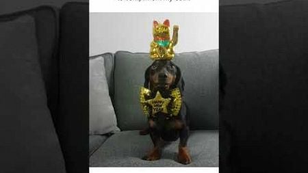 Daschund Dog Balances Shoe on Head