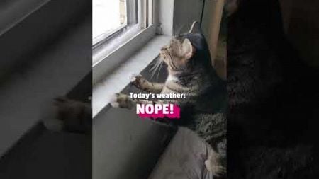 Cat Reacts To Cold Weather Outside Window