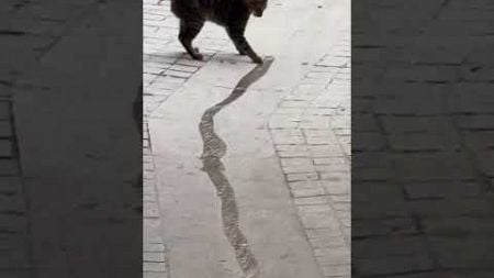 Adorable Cat Playfully Chases Water on Street