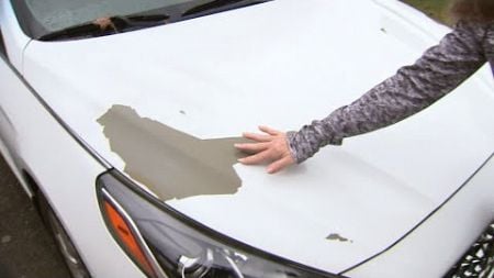 Thousands of people complain that the paint on their cars is peeling. We get some answers