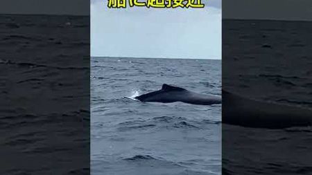 海洋恐怖症が発狂する動画 #動物 #巨大生物 #観光 #旅行 #沖縄 #ザトウクジラ #生き物