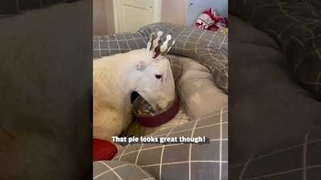 Sheep Get Surprise Birthday Party