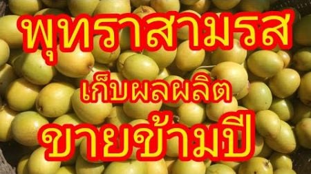 พุทราสามรสเก็บผลผลิตข้ามปี 1 มกราคม 68