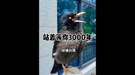 #快手宠物天团 #年轻人养宠图鉴 #会唱歌的小八哥 站着等你3000年