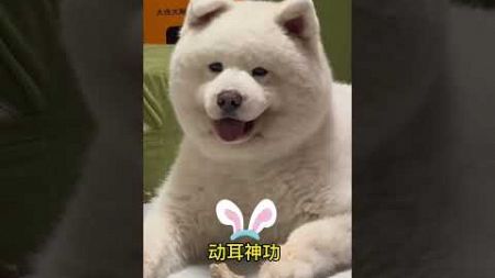 小狗版特技——动耳神功#pets #萨摩耶 #宠物生活 #萌宠出道计划