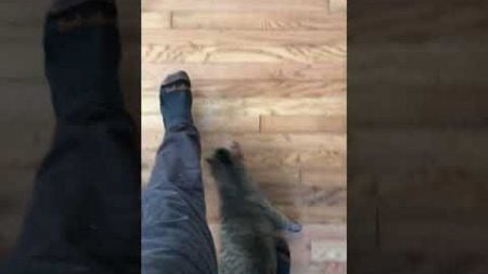 Cat Nuzzles Owner&#39;s Legs While Walking