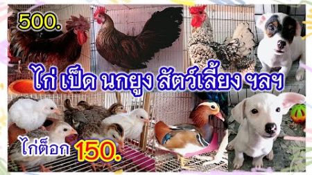 อัปเดตราคาสัตว์ปีก สัตว์เลี้ยง จตุจักร มีนบุรี ร้านอันดามัน นกสวยงาม