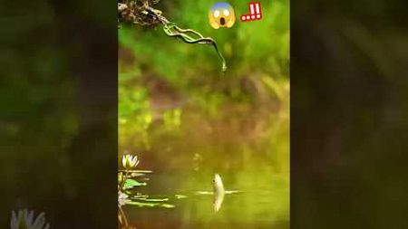 ความพยายามของปลา..!! #ออกมาหากิน #fishing #fish #fishingvideo This fish jumps to eat its prey.