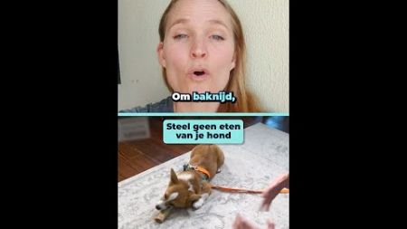 Beschermd jouw hond zijn eten? 🐶🦴