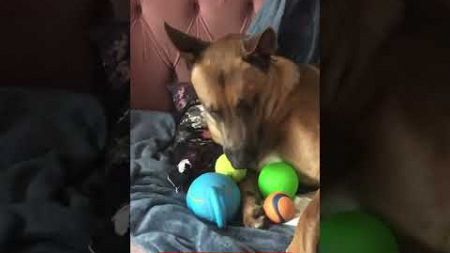 #cute #funny #love Malinois dogs lover muziek 🎵