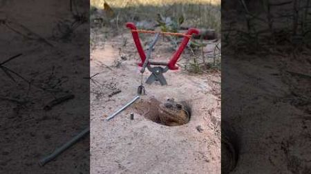 Survival Skills: SIMPLE and USEFUL.with frog trap#Newtechniques#bushcraft #camping#outdoors