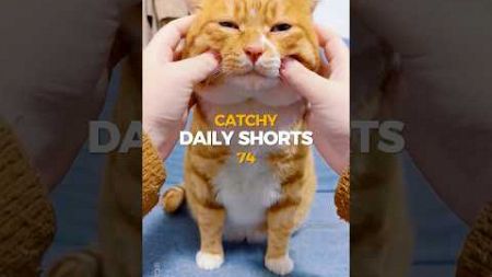 Daily Short 74 🐱 #cat #catlover #kitten #cutecat #catvideos #funnycats #kucing #kucinglucu #kitty