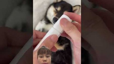 #satisfying #pet #funny #小白 #puppy #柴犬可愛い #宠物 #曼玉不是鳗鱼 #曼玉 #spa #shorts