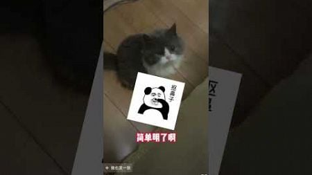 评论区鉴猫，看看有没有和你家相同品相的猫咪 猫咪鉴定猫咪 评论区看看你们的猫 新手养猫猫咪鉴赏