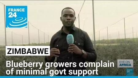 Zimbabwe’s blueberry exports: Growers complain of minimal govt support • FRANCE 24 English