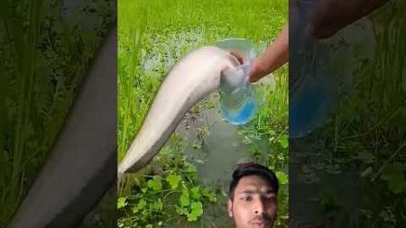 নতুন🤔কৌশল😱মাছ ধরার #fishing #fish #shorts #new #fishinglife #technology #technique #fishingvideo