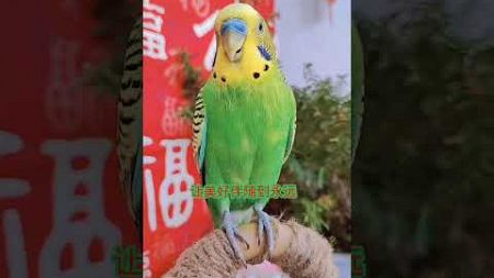 #神奇动物在快手 #带着宠物去赏花 #cutebirds #cuteparrot #parrot