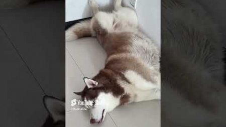 哈士奇果然骨骼惊奇 #husky #哈士奇 #寵物 #宠物生活 #pets #狗狗