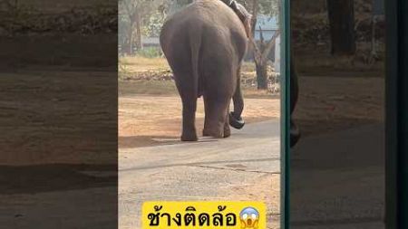 ช้างติดล้อรถยนต์ไปไปไหนไปด้วย😱 #anime #elephant #สัตว์เลี้ยงน่ารัก #ช้างสุรินทร์ #pets #ช้าง