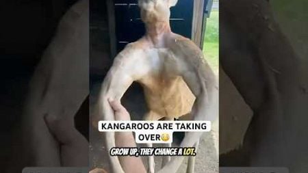 🚨🤣 Will you EAT kangaroos to SAVE the environment? #kangaroo #shorts #animals