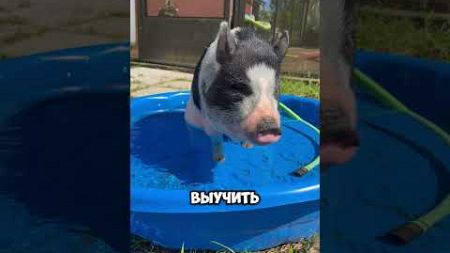 &quot;Поросята с животиками 🐷 Необычный семейный питомец!&quot; #животные