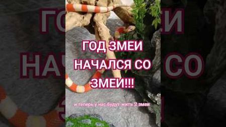 Знакомьтесь,-ЭТО РУБИ! #рептилии #животные #reptiles #аnimals #вмиреживотных #домашниепитомцы