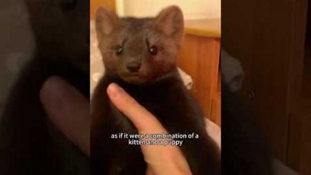 The fascinating black marten. #shortsvideo #animals