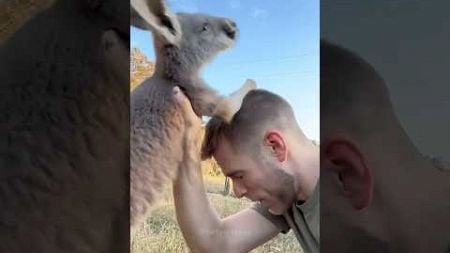 Funny kangaroo🤣🤣 #funny #funnyvideo #cat #pets #cute #kangaroo #shorts