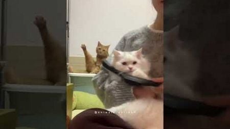 Funny Moments #funnycat #catlover #funny #cat #cats #pets #funnypets